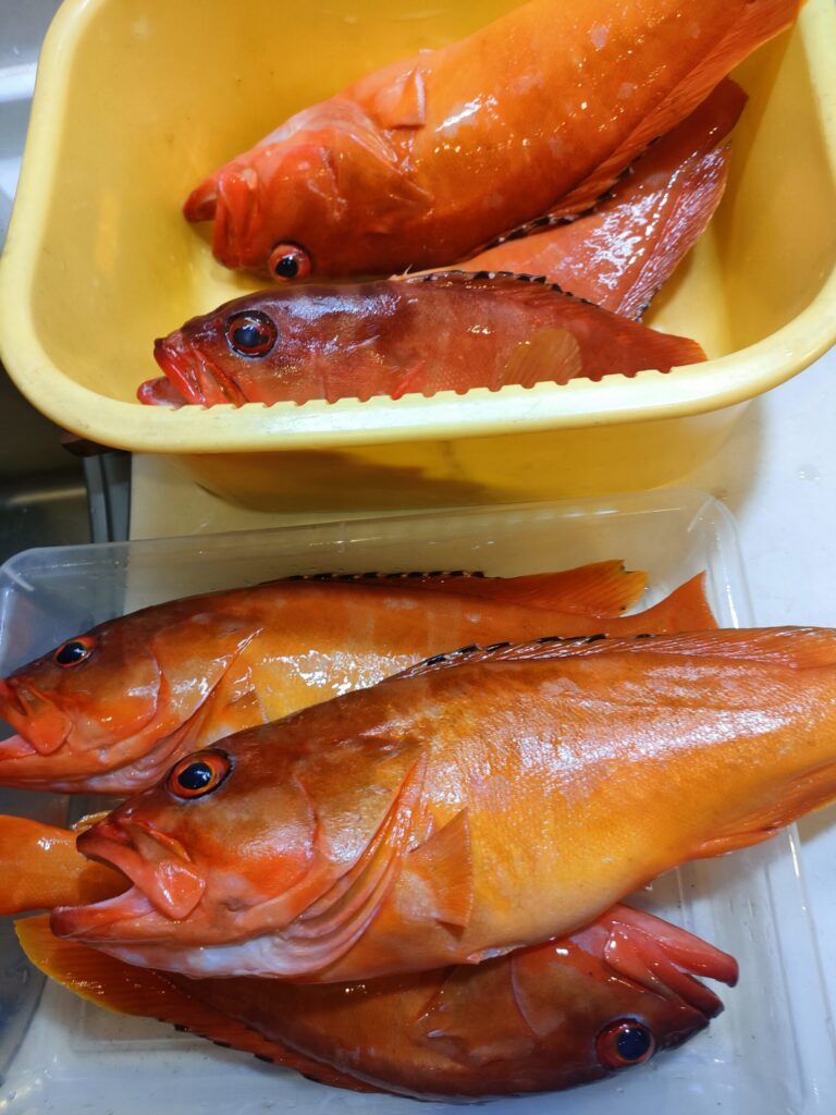 現在の画像に代替テキストがありません。ファイル名: IMG20260329192413-scaled.jpg